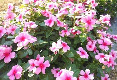 什么季节买绿植好养