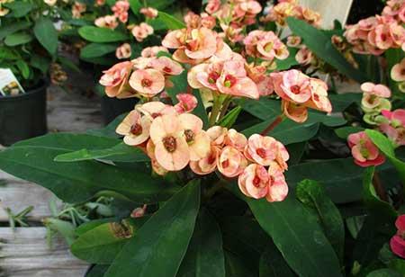 什么季节买绿植好养