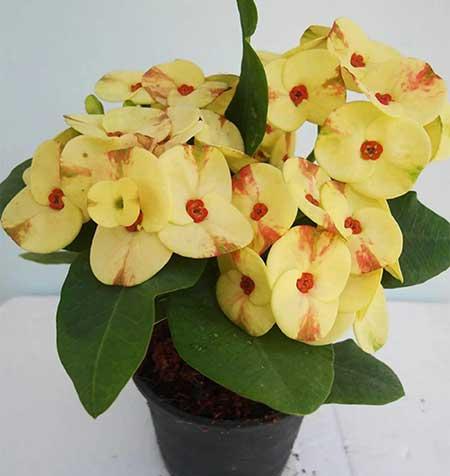 什么季节买绿植好养