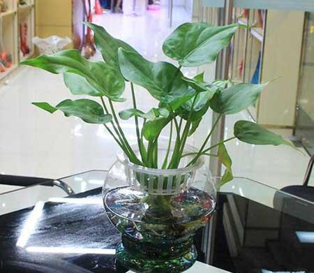 什么花适合养鱼缸里