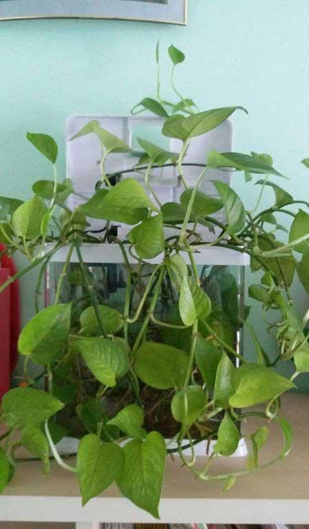 什么花适合养鱼缸里