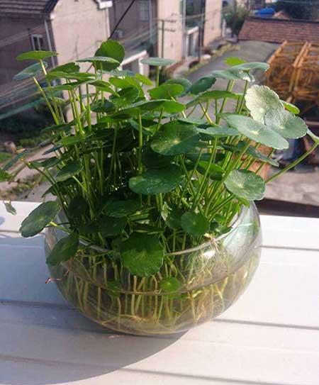 什么花适合养鱼缸里