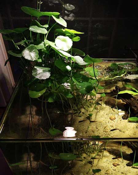 什么花适合养鱼缸里