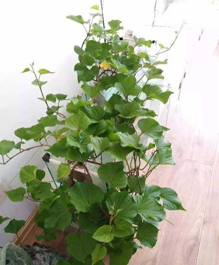 什么花适合养鱼缸里