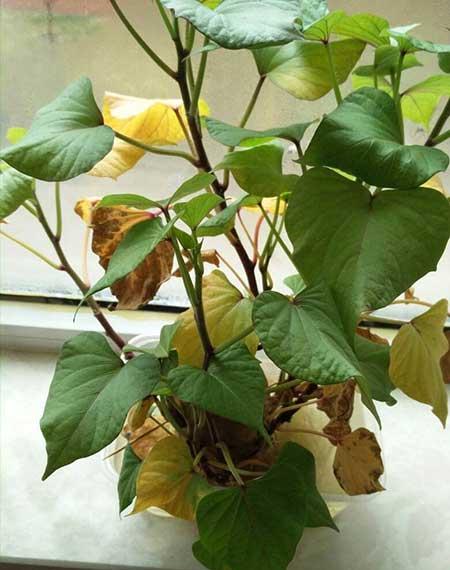 什么花适合养鱼缸里