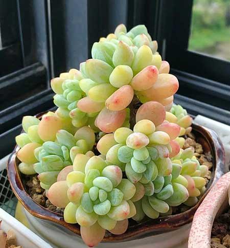 什么花草不能养在家里