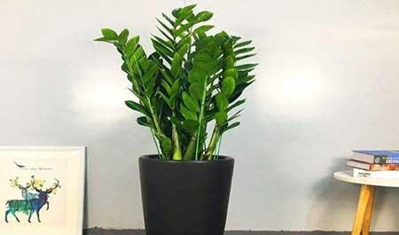 散光养的植物