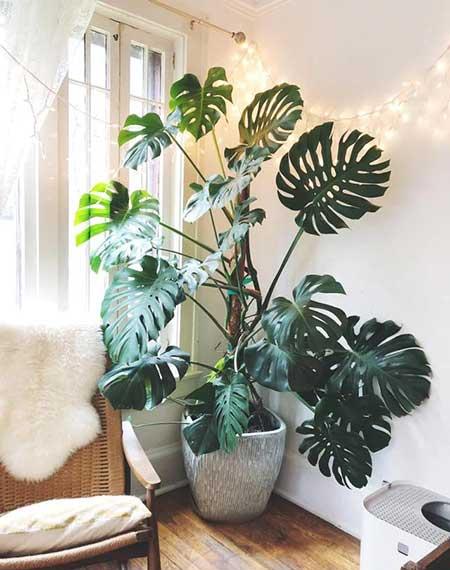 散光养的植物