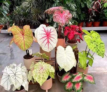 散光养的植物