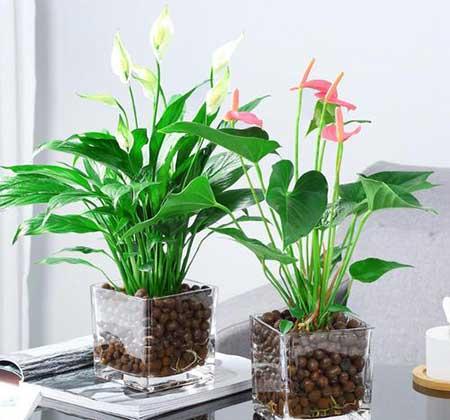 散光养的植物