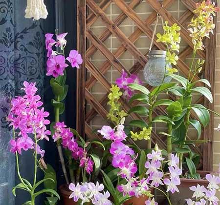 散光养的植物