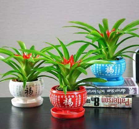 散光养的植物