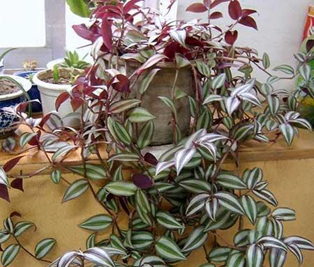散光养的植物