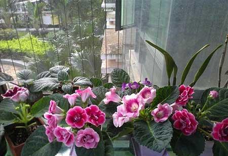 散光养的植物