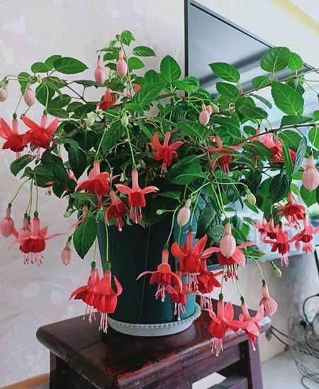 散光养的植物
