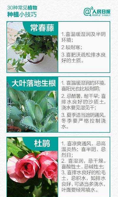 如何养绿植和认识绿植