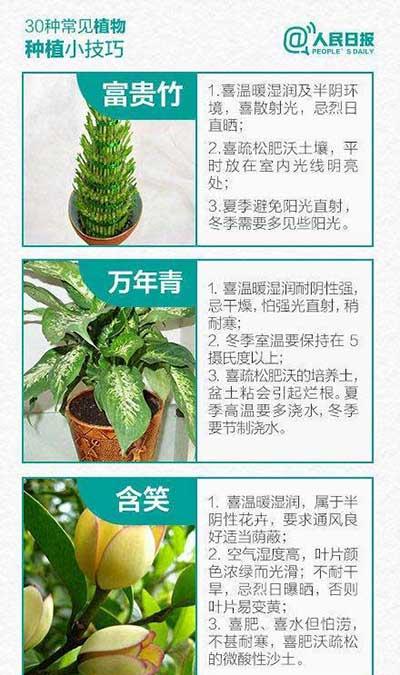 如何养绿植和认识绿植