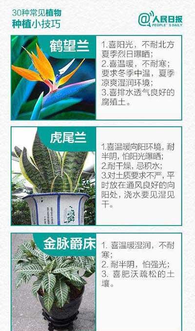 如何养绿植和认识绿植