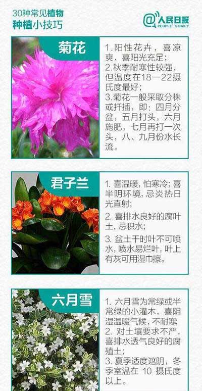 如何养绿植和认识绿植