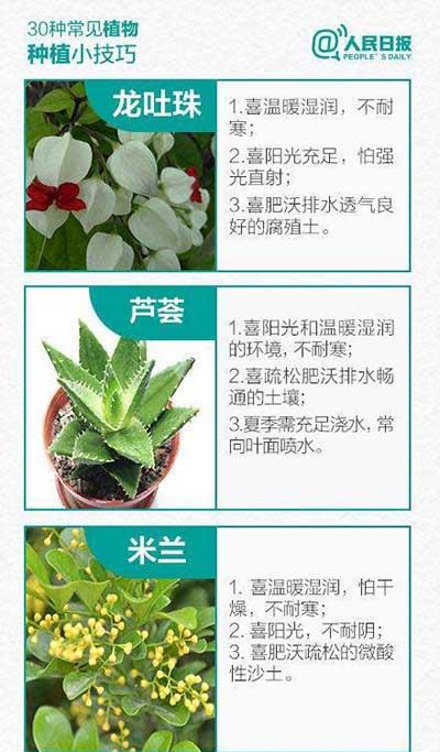 如何养绿植和认识绿植