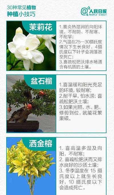 如何养绿植和认识绿植