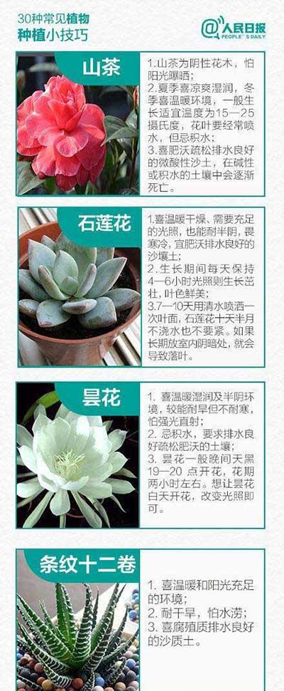 如何养绿植和认识绿植