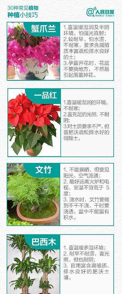 如何养绿植和认识绿植