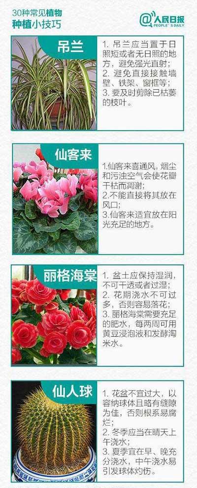 如何养绿植和认识绿植