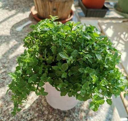如何养护薄荷绿植?