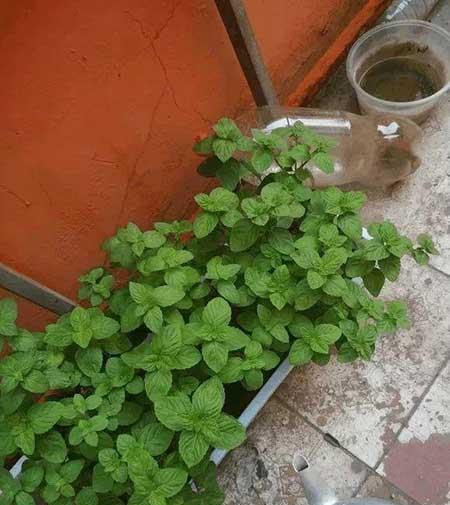 如何养护薄荷绿植?