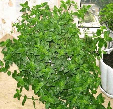 如何养护薄荷绿植?