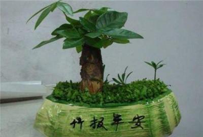 如何养发财树盆花