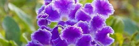 巧克力花怎么养护