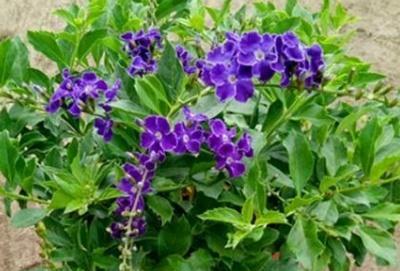 巧克力花怎么养护