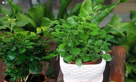 七里香绿植怎么养