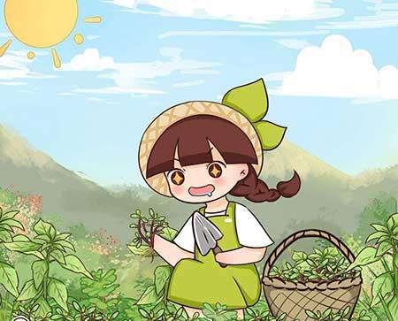 碰碰香植物怎么养