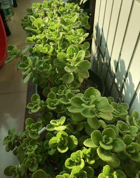碰碰香植物怎么养