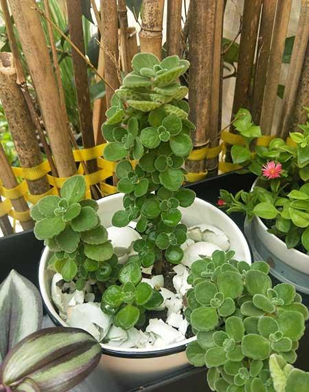 碰碰香植物怎么养