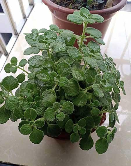 碰碰香植物怎么养