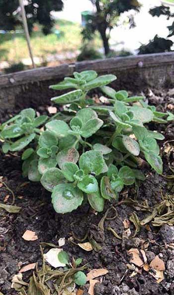 碰碰香植物怎么养