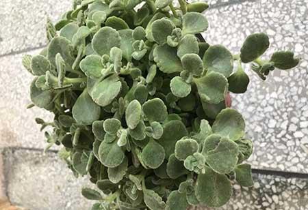 碰碰香植物怎么养