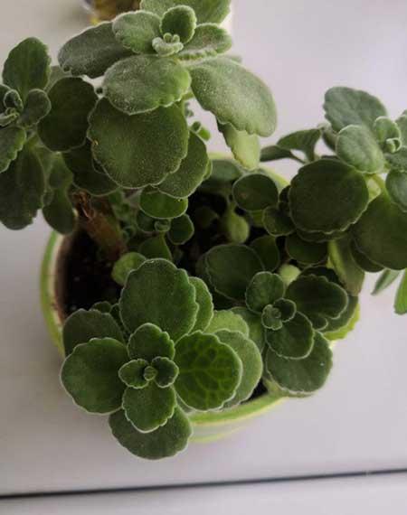 碰碰香植物怎么养
