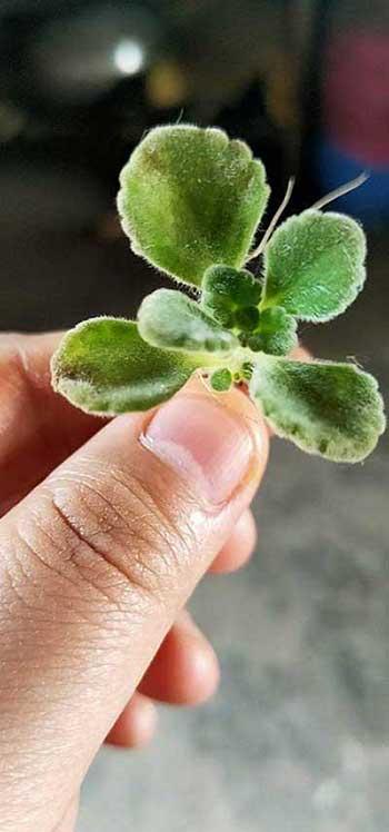 碰碰香植物怎么养