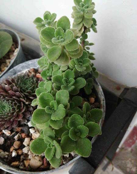 碰碰香植物怎么养