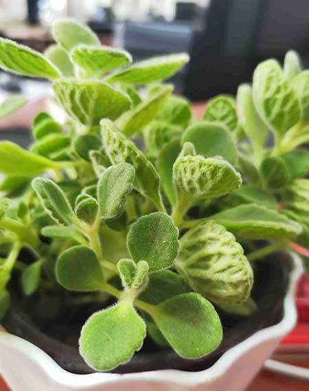 碰碰香植物怎么养