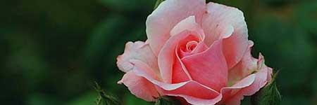 盆栽月季花的养护