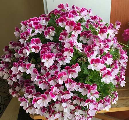 盆栽花卉植物