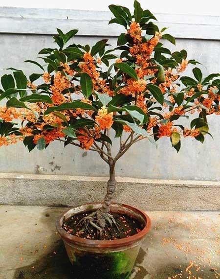 盆栽花卉植物