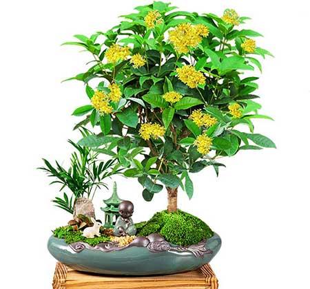 盆栽花卉植物