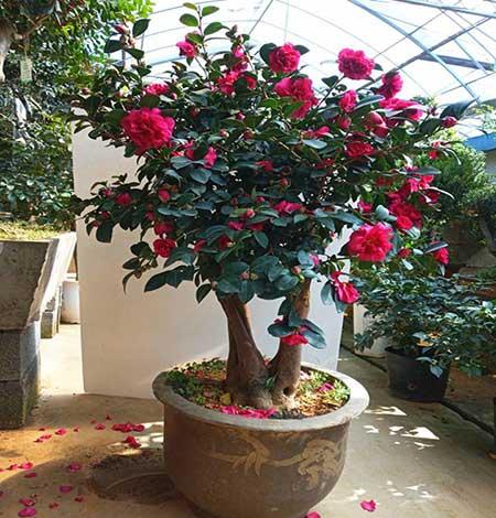 盆栽花卉植物